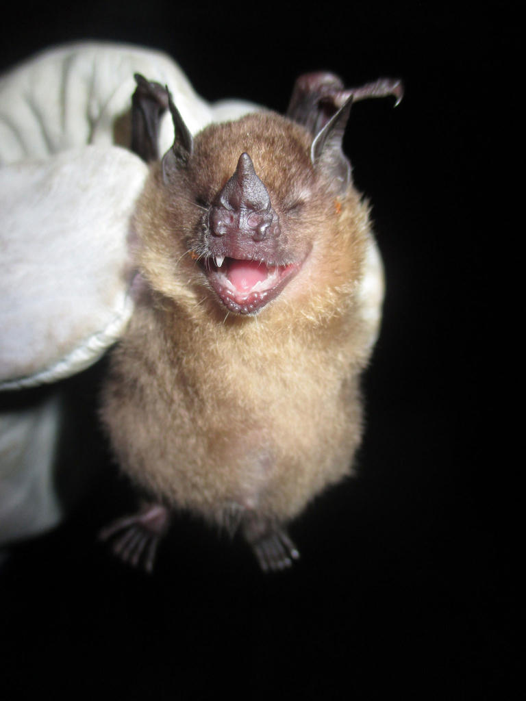 Carollia benkeithi: Female bat trapped on the border between a montane secondary forest and pepper crops, during a project on "Diversity of the bat assembly in Satipo". Photo credit Orlando Zegarra