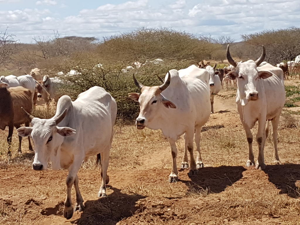 Pastoralist herd of cattle grazing on lands shared with wildlife, including the endangered hirola.