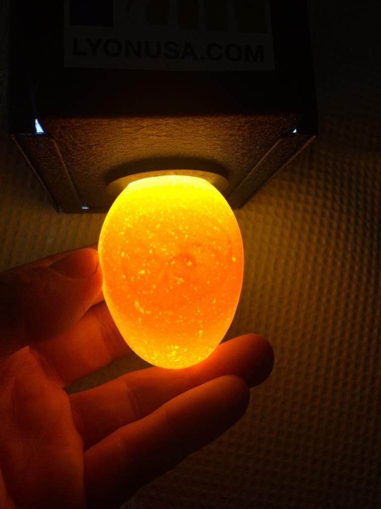 This chicken egg has been incubated for 3 days. The tiny embryo or “spider” is now visible when candling.