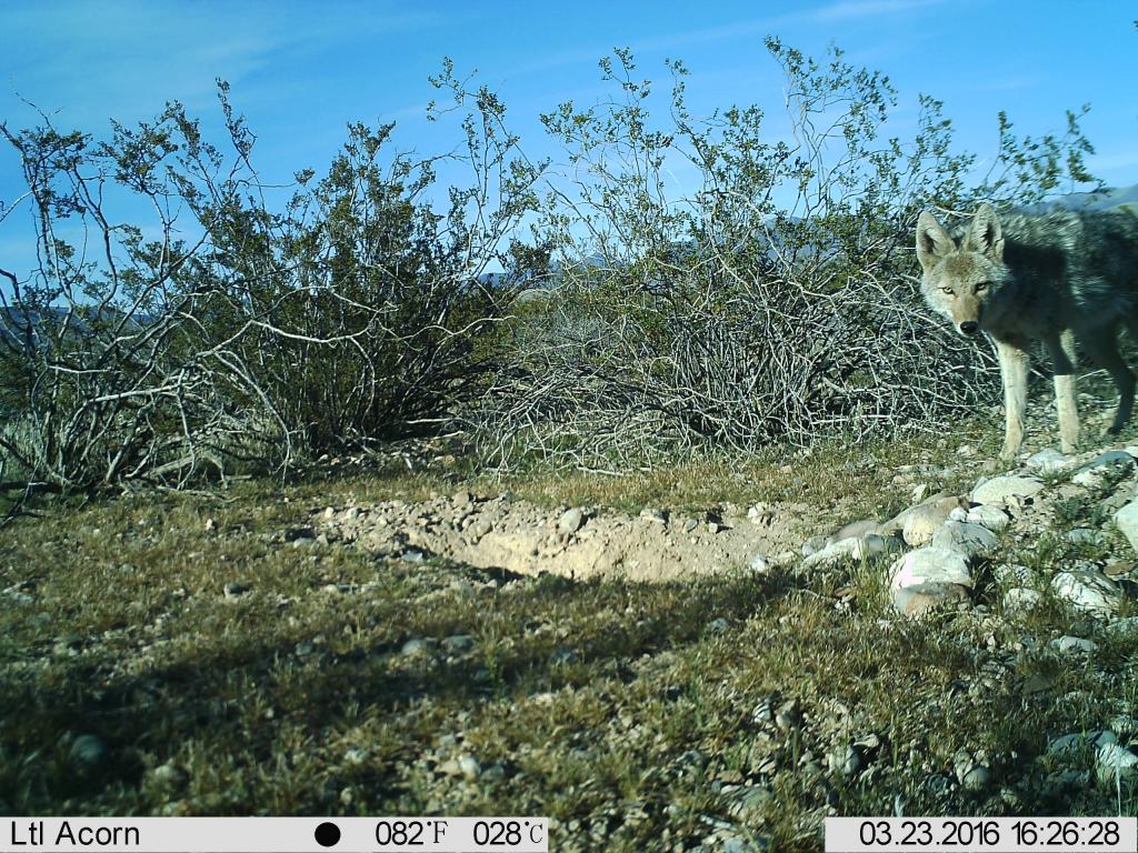 Coyote in front of a tortoise burrow. Photo by Jeanette Perry.