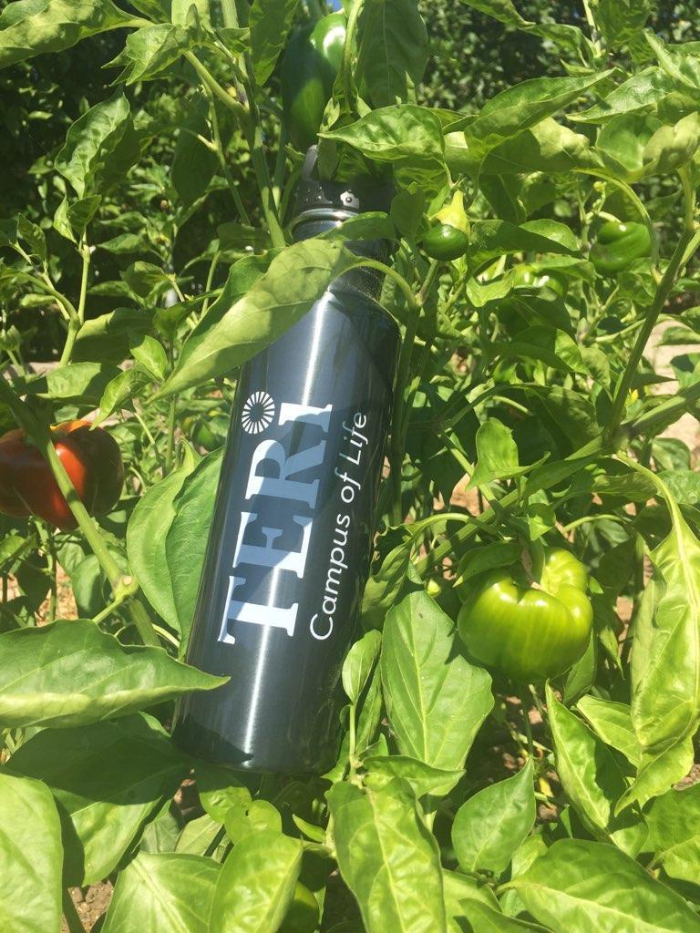 Durable, reusable water bottle with T.E.R.I., Inc. logo, “growing” at the Agriculture Farm. Photo courtesy of Emily Field.