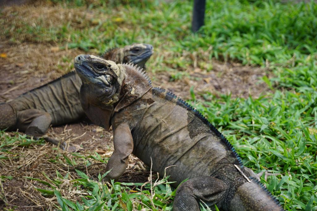 Iguanas awaiting release now that they are large enough to fend off non-native mongooses. Photo by Nick Gordon.