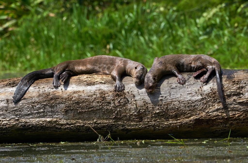 A rare moment of quiet as two otters bask in the sun.
