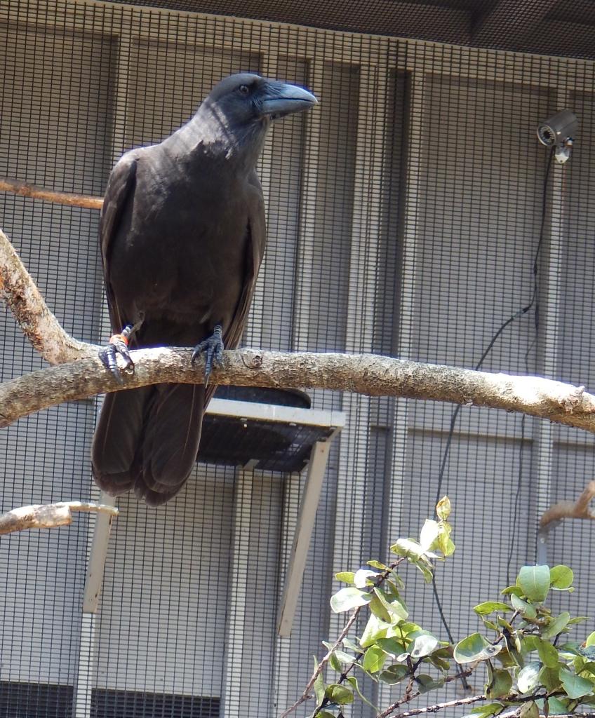 An ‘alalā perches on a branch in his new aviary. In the background a video camera can be seen, it helps us monitor the bird’s activity at the nest.