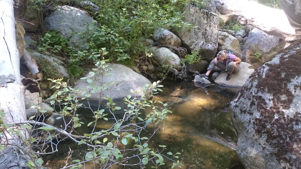 Debra Shier peers into the stream for tadpoles.