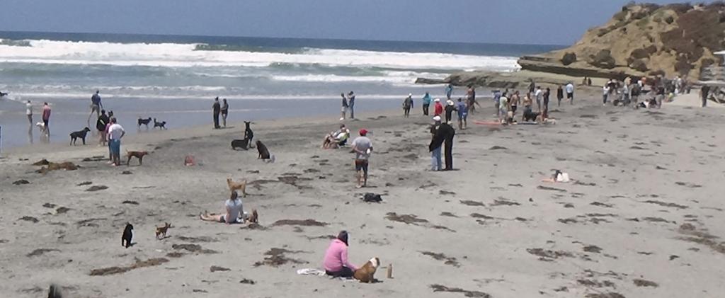 Pooch paradise at Del Mar Dog Beach in San Diego County (Photo: Gabriela Ibarguchi)