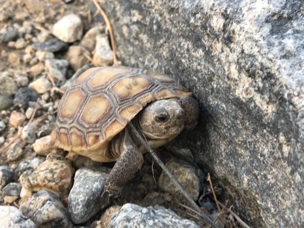 Juvenile tortoise found out in the early morning in designated critical habitat area.