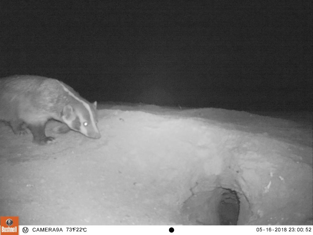 A badger visiting an owl burrow in Imperial Valley.