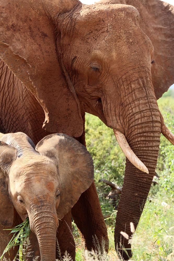 A mother elephant and her calf surprised the author in Kenya.