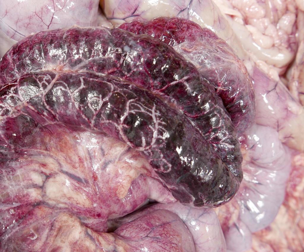 Hemorrhagic enteritis in an addax due to Yersinia pseudotuberculosis. Note the prominent whitish, sinuous, infected vessels on the surface of this reddened segment of intestine.
