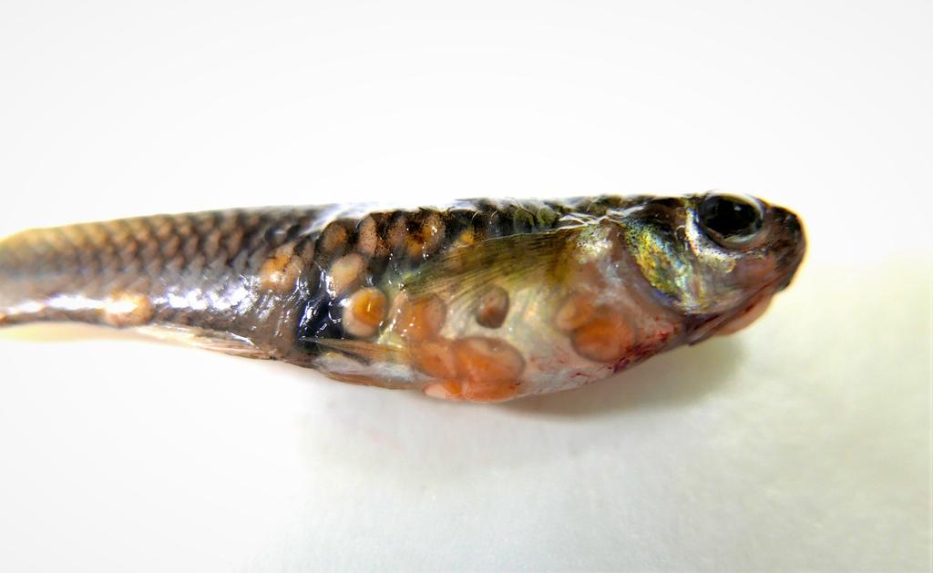 This mosquitofish has multiple parasitic cysts in its skin and body wall visible as 2-3 mm diameter tan and orange nodules. 