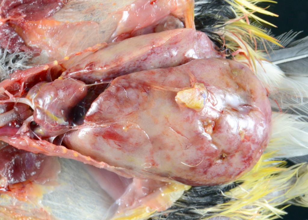 The liver of this laughingthrush is massively enlarged and pale due to infiltration of neoplastic lymphocytes, i.e. lymphoma.
