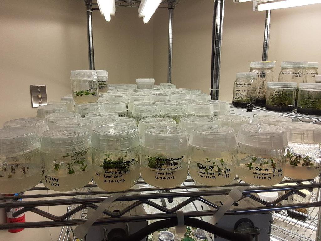 Plants in tissue culture require few things: nutrient medium, a light source, and time. They don’t require any special containers either—those are repurposed baby food jars!