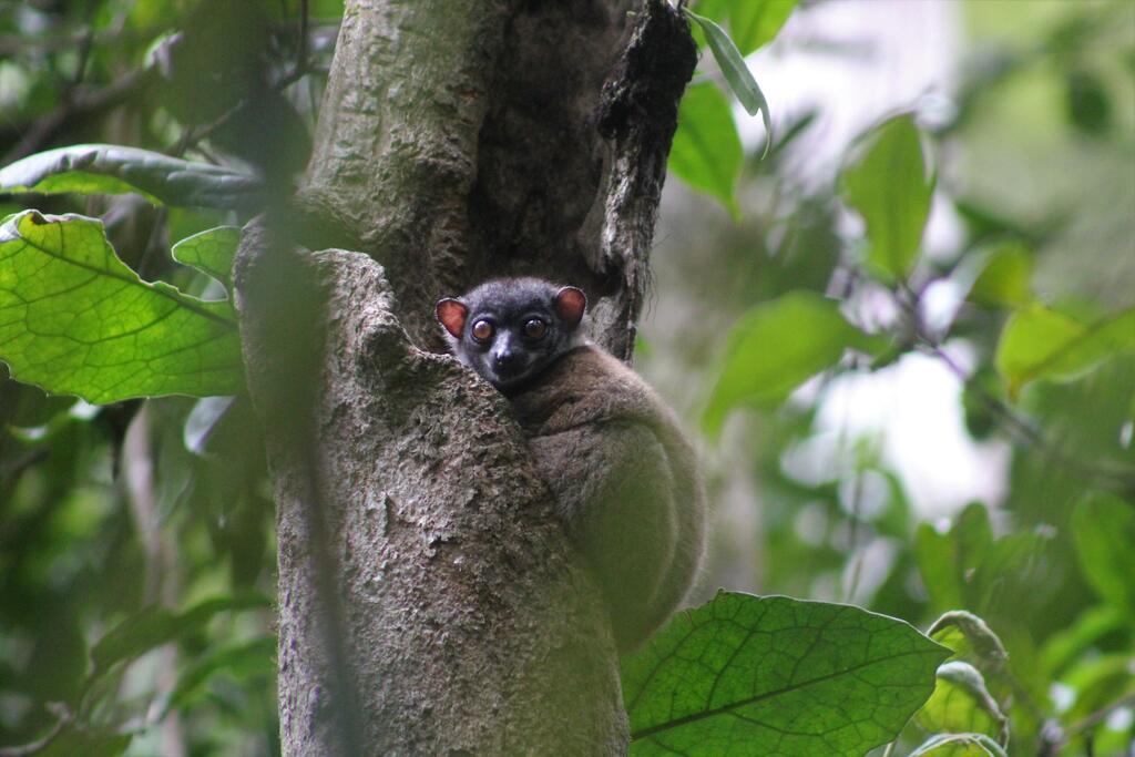 The Endangered Scott’s sportive lemur (Lepilemur scottorum) is endemic to the Masoala peninsula of northeast Madagascar. This cryptic species is nocturnal, and like many other lemurs, has never been the focus of any long-term studies.