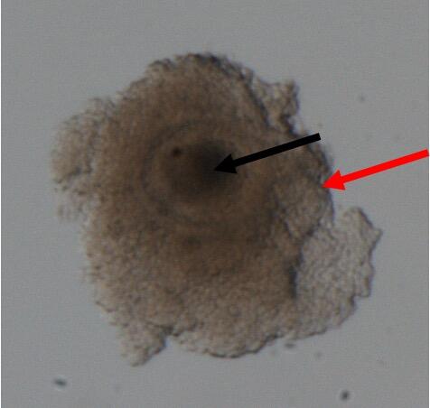 A rhino oocyte (black arrow) surrounded by the attached granulosa cells (red arrow).