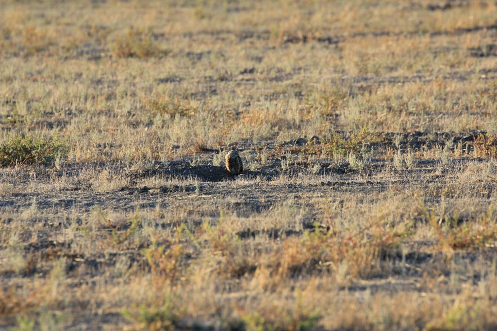 Figure 1. Burrowing owl habitat in San Diego County, with a male owl out enjoying his lovely yard (and his mate hunkered in the burrow entrance).