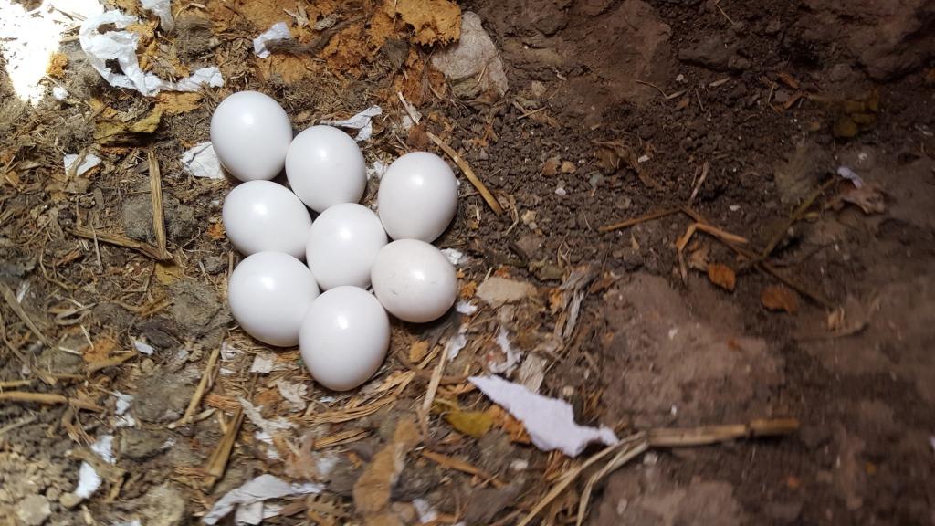 Figure 1. Eight carefully tended burrowing owl eggs in a burrow.