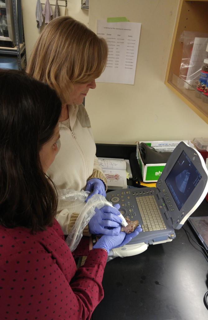 Ultrasound imaging is used to check the health and status of the female frogs' reproductive system.