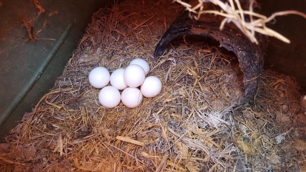 Figure 6. A clutch of eggs safely tucked on the natural fiber carpet.