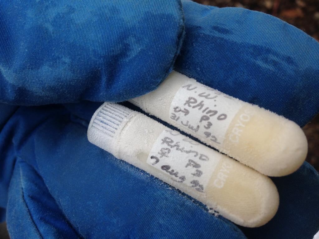 Frozen vials containing cells from a male and female Northern white rhino banked in the Frozen Zoo® in 1992.