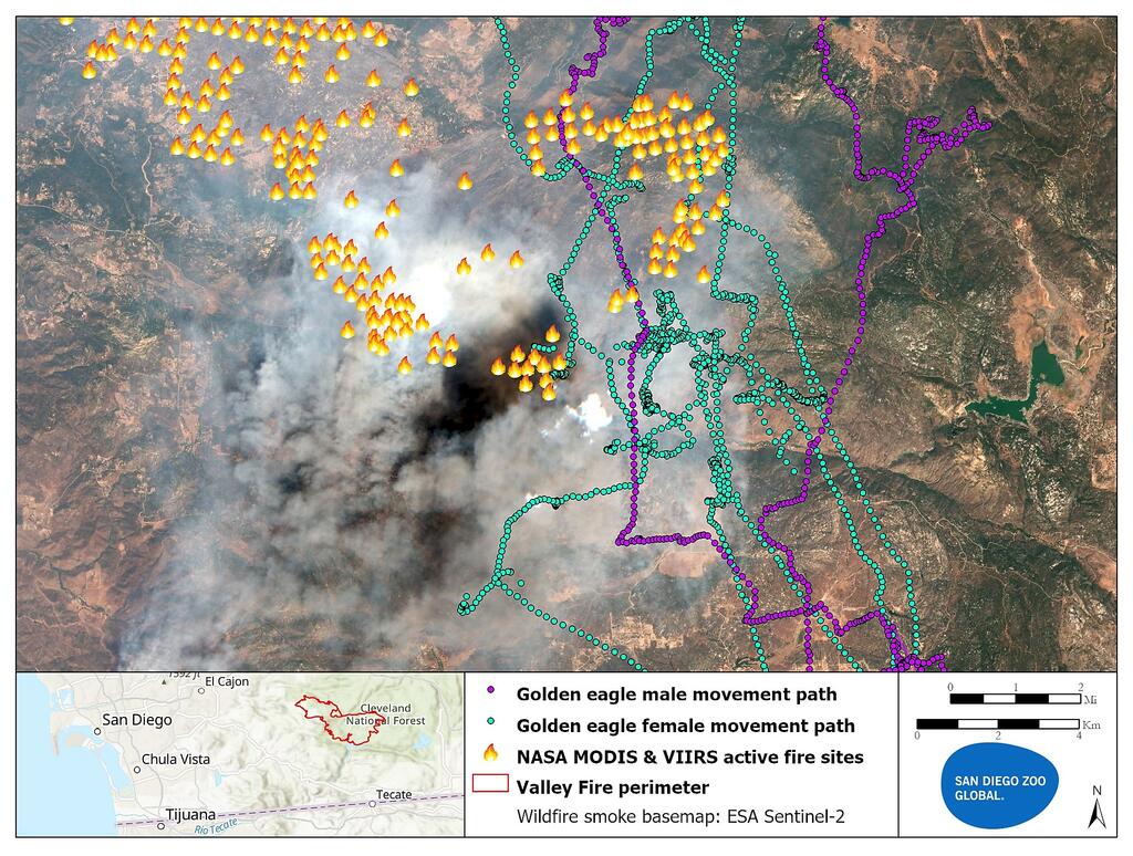 Golden eagle movent paths over NASA MODIS and VIIRS fire data  and Sentinel2 wildfire satellite image.