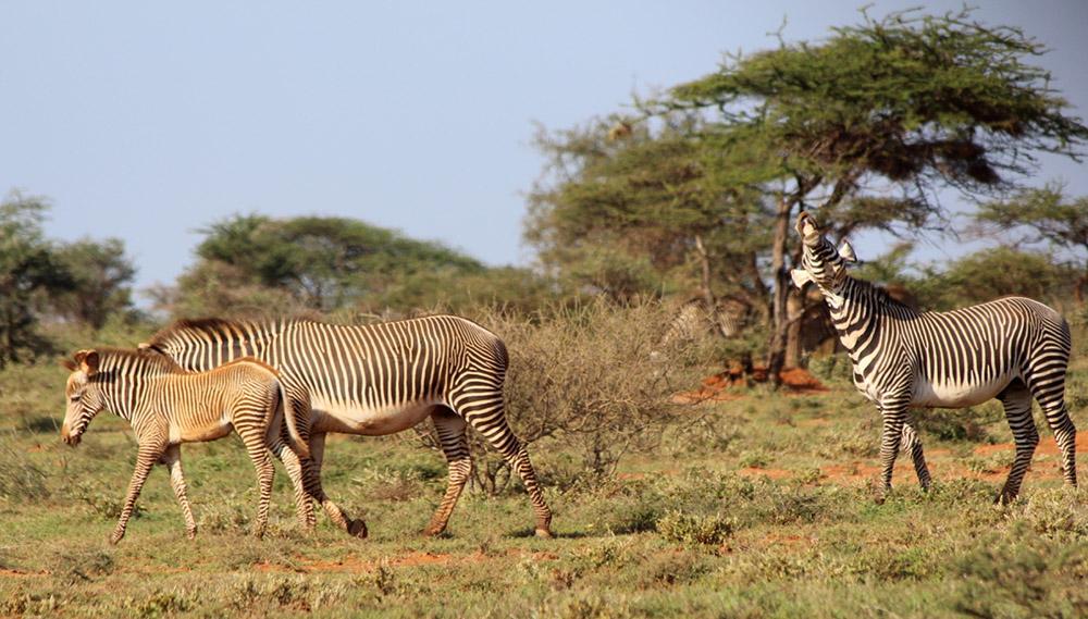 There are only about 3,000 of the endangered Grevy’s zebra left in the world, so it was great to see a foal at West Gate Conservancy!