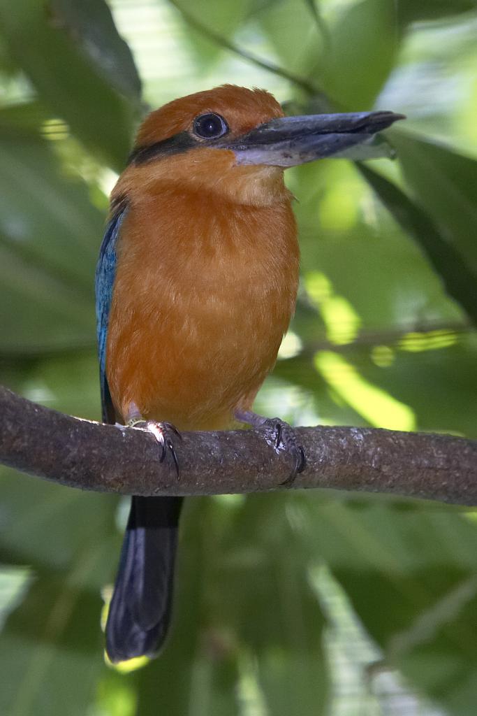 The Guam kingfisher is one of many birds that succumbs to avian tuberculosis.  San Diego Zoo is one of several zoos participating in a captive breeding program to help this species, which is currently extinct in the wild.  Our research into avian tuberculosis transmission will aid in these efforts.