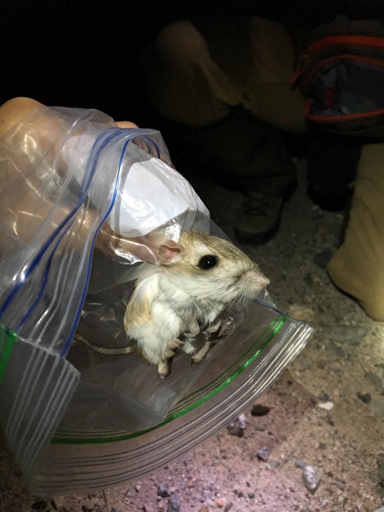 San Bernardino kangaroo rat in a bag.