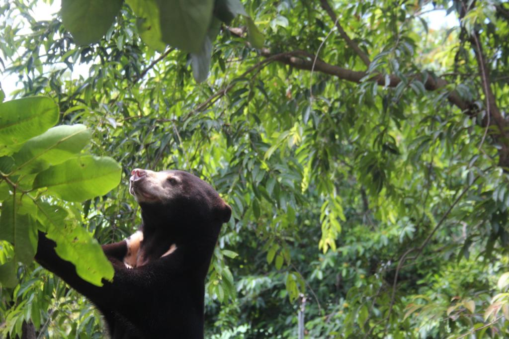 A rescued sun bear browses at the Free the Bears bear rescue center in Cambodia (picture: David O’Connor, SDZG).