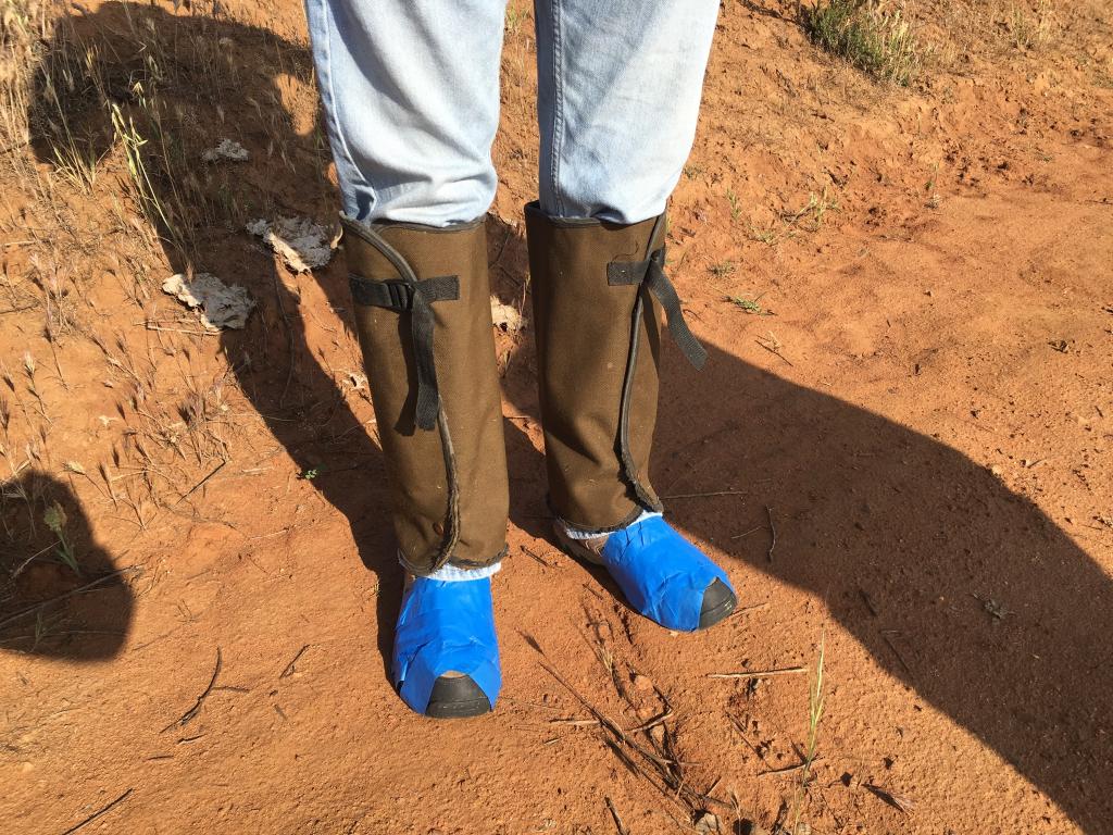 An ingenious solution to protect his socks and shoes from the sharp seeds of ripgut brome, one of the weedy grasses that dominates Southern California grassland habitats.