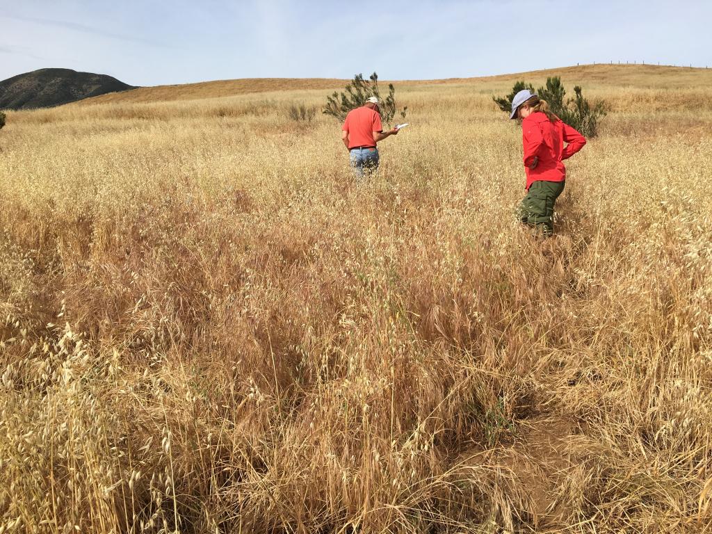 Dr. Sarah Hennessy (right) and SDZG volunteer Dr. Jim Marsh scan carefully for squirrel burrows in the tall grass.
