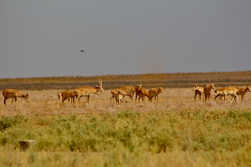 Saga Of The Saiga | San Diego Zoo Wildlife Alliance