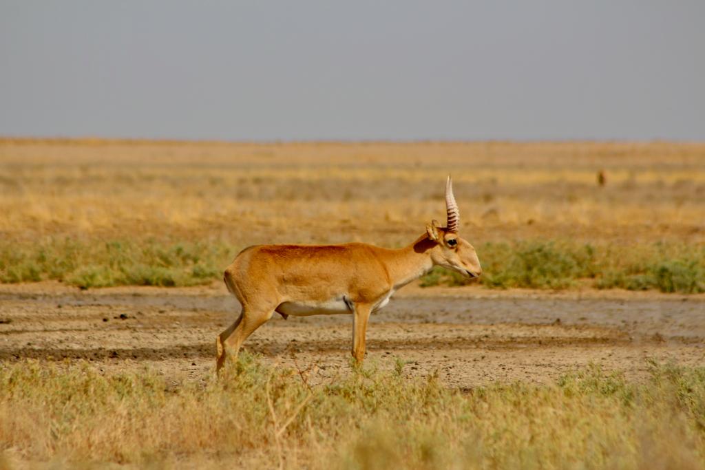 Saga Of The Saiga | San Diego Zoo Wildlife Alliance