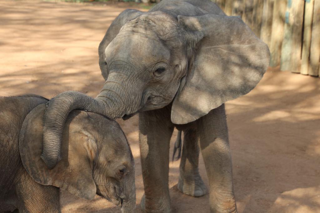 Elephants are deeply intelligent and emotional creatures. Arriving at the orphanage alone and traumatized requires a great deal of tender loving care.