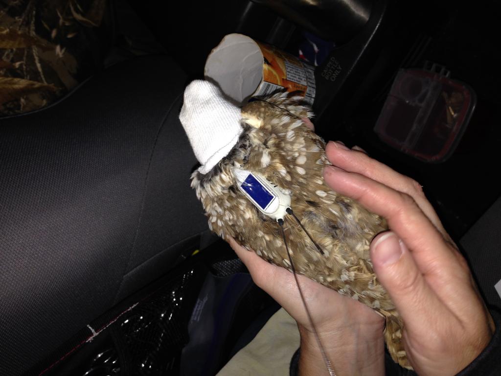 An owl just fitted with a new GPS transmitter.