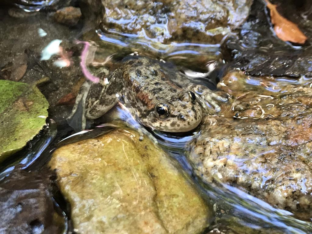 Released juvenile Mountain yellow-legged frog head-started by Omaha’s Henry Doorly Zoo and Aquarium.