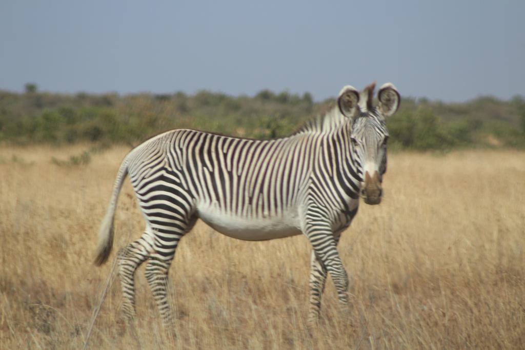 Grevy's zebra have thin, vertical stripes and a pale (unstriped) underbelly.