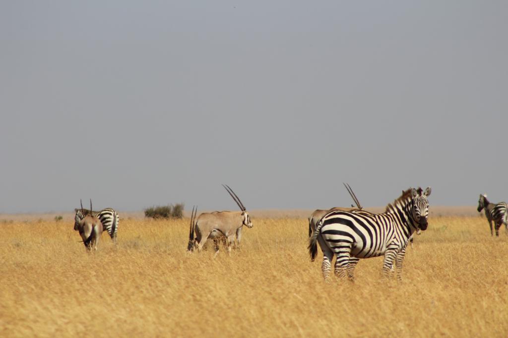 Plains zebra have thick, slanted stripes (and get along well with others!).