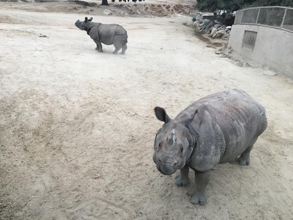 Greater one-horned rhinos during fecal collection.