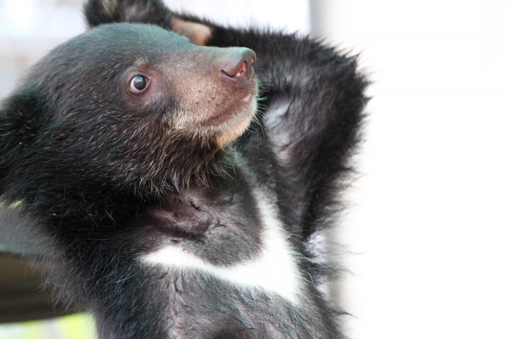 A rescued Asiatic black bear cub at the Free the Bears bear rescue center in Cambodia (picture: David O’Connor, SDZG).