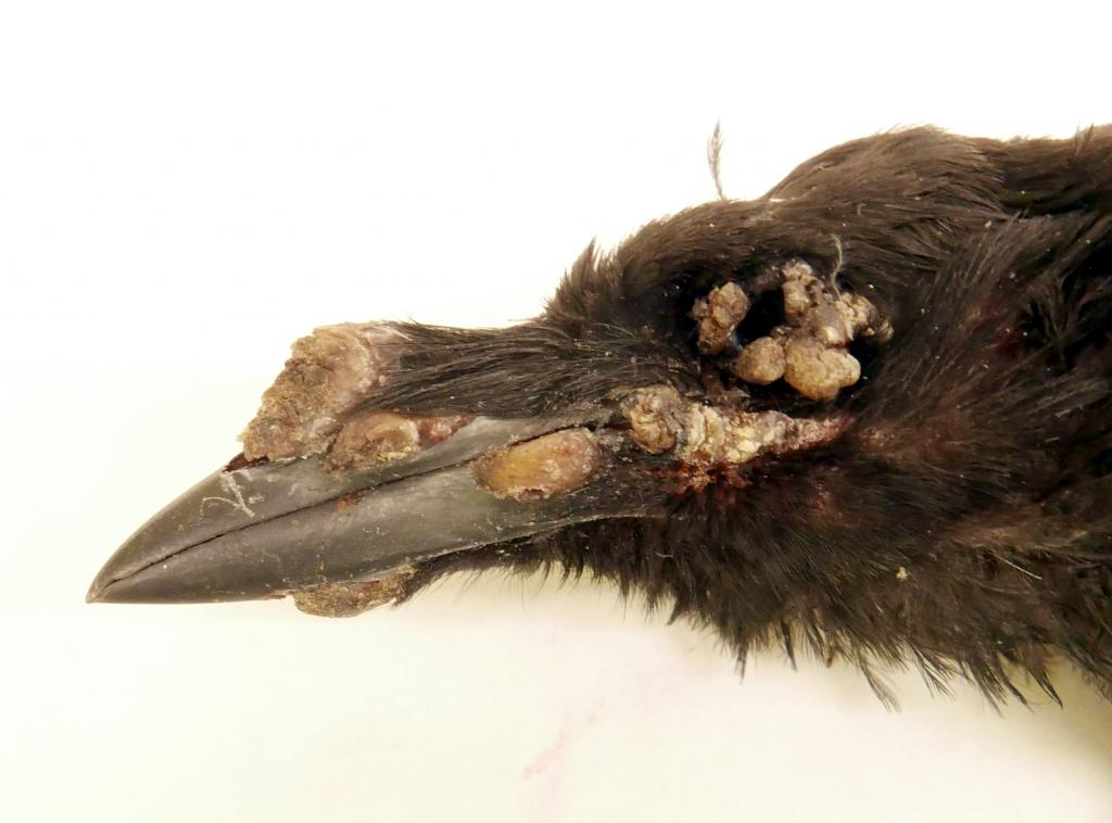 Proliferative and crusty skin lesions on the head of a crow caused by avian poxvirus.