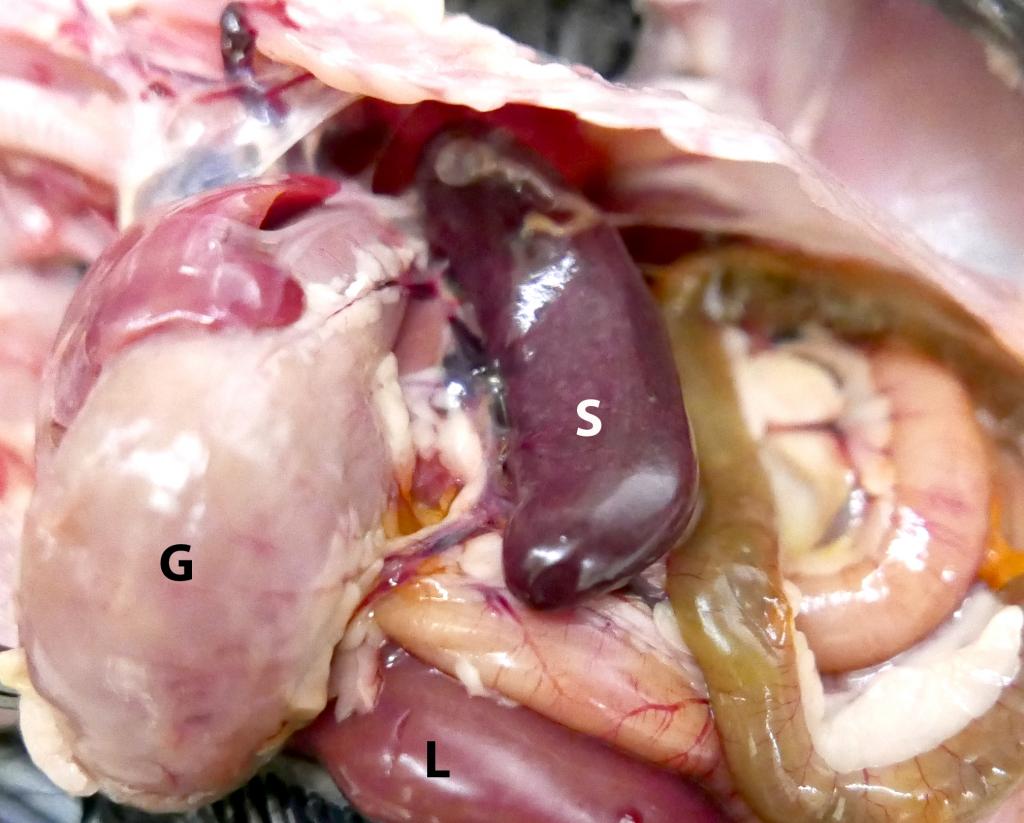 S = spleen, G = gizzard, L = liver. Enlarged spleen (splenomegaly) caused by hemoparasite infection in a crow.