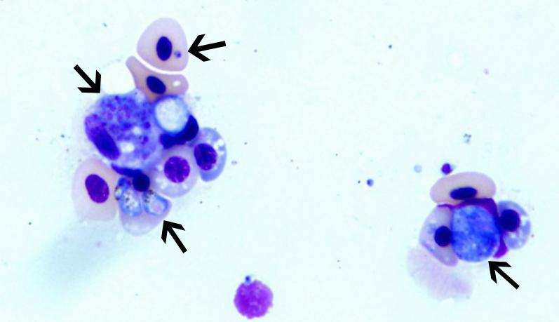 Blood cells from a raven that contain various forms of hemoparasites (arrows).