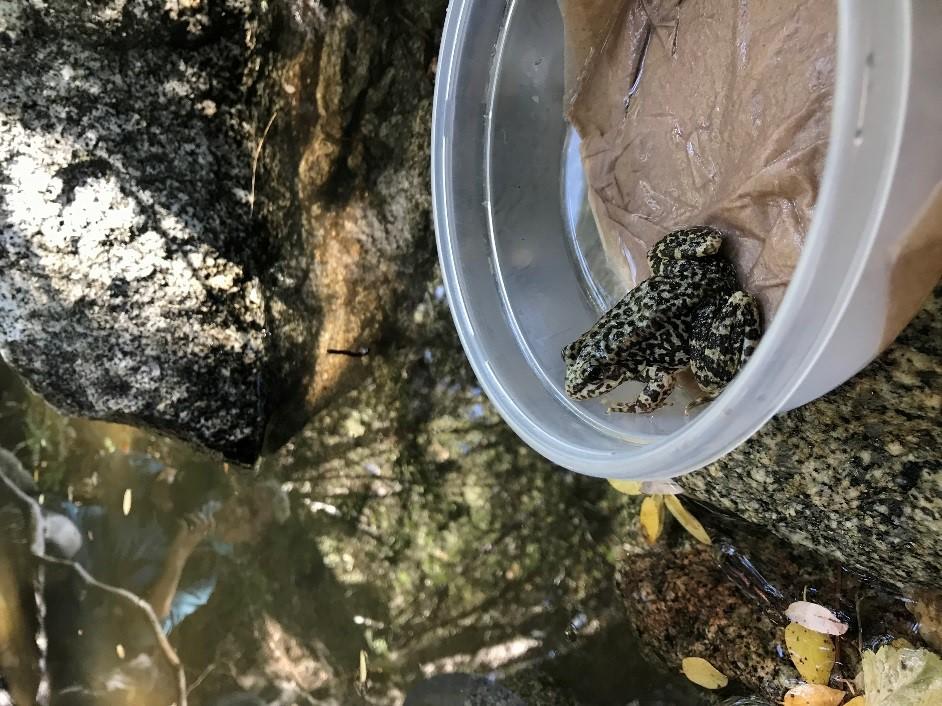 Mountain yellow-legged frog reintroduction in the wild in 2019.