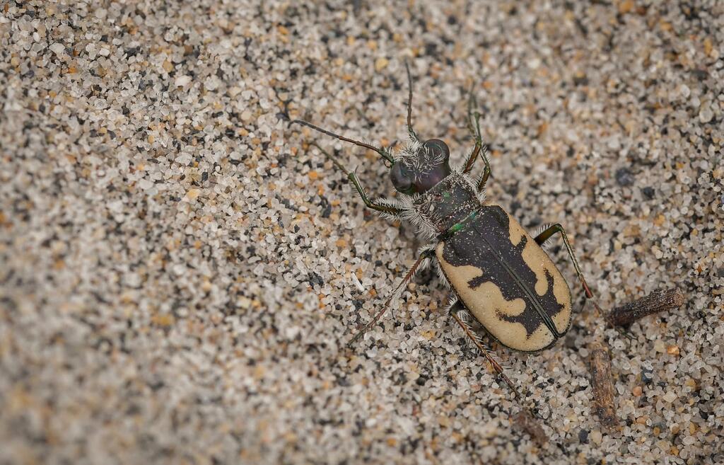 The Western Beach Tiger Beetle (Cicindela latesignata obliviosa) can be found in coastal dune habitat in San Diego County. (Photo by Elena Oey)
