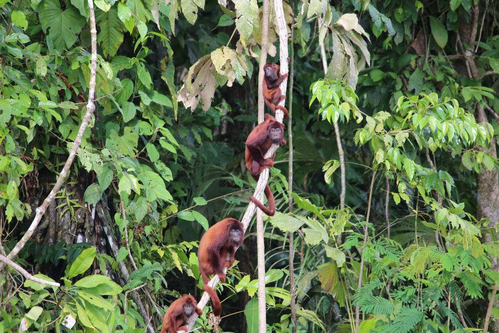 It is no surprise that Cocha Cashu attracts primatologists, as there are few places with as many monkey species. These are red howler monkeys.