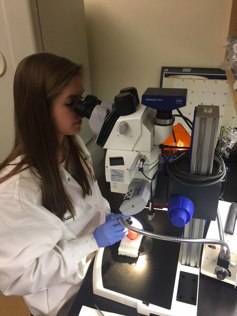 Kathryn using a stereo microscope to transplant fresh testes tissues onto the membranes of a chicken egg.