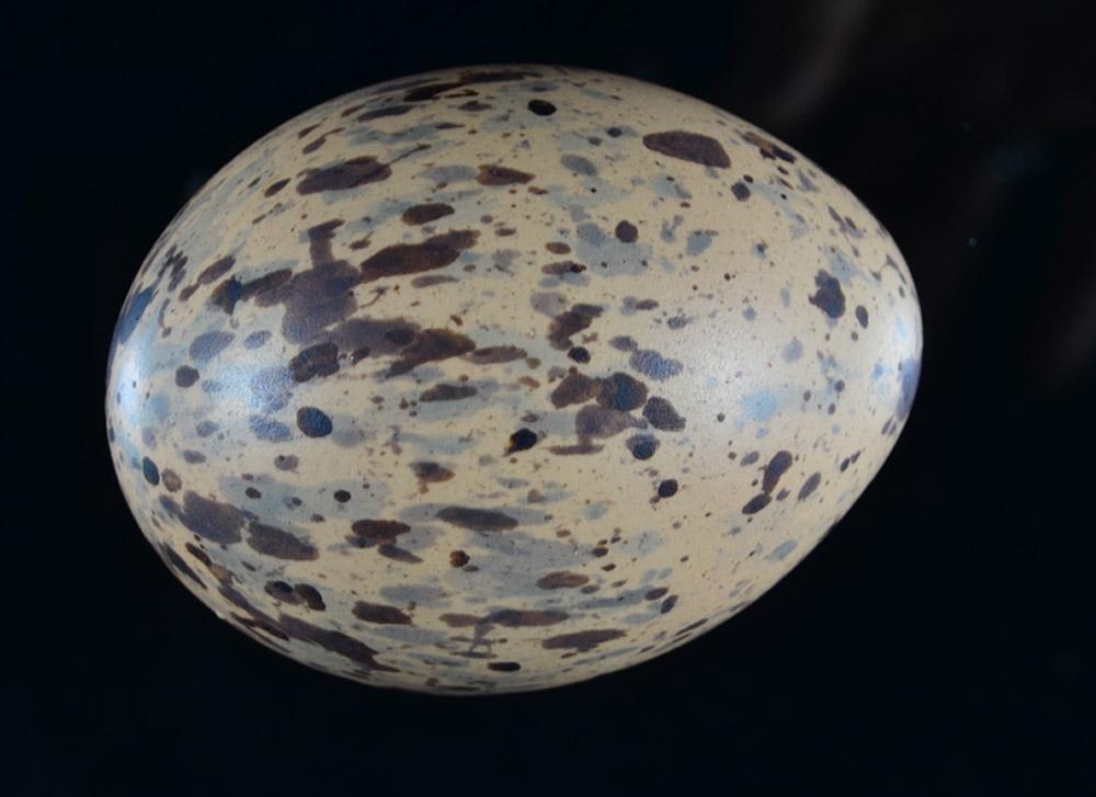 The incredible egg, like this one from a kagu, are a marvel of engineering.