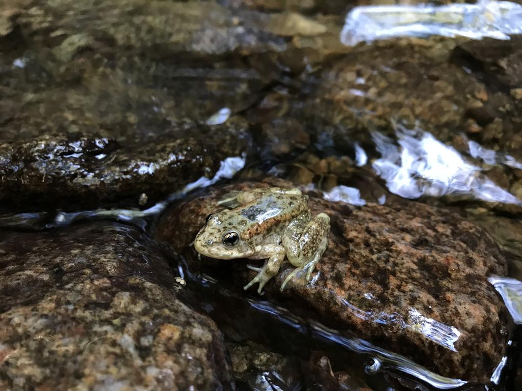Can skin microbiomes confer disease resistance to chytrid fungus in the mountain yellow-legged frog? Photo: Talisin Hammond