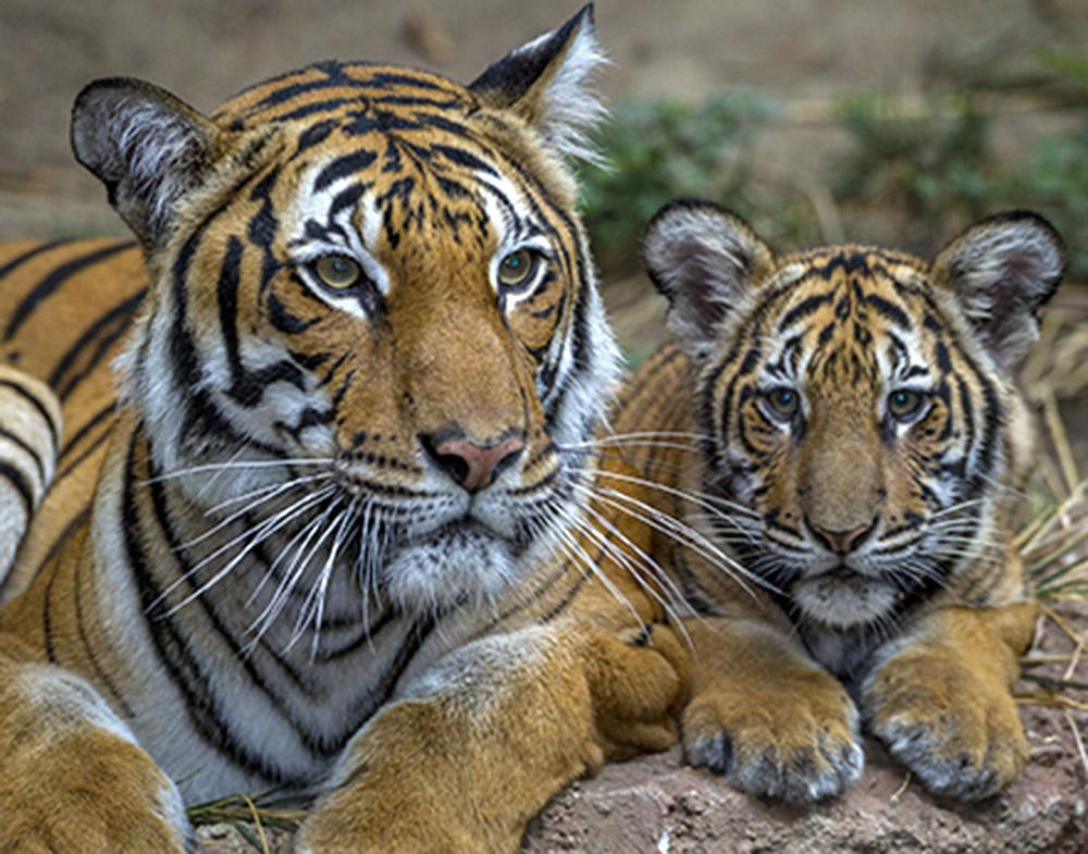 San Diego Zoo Global is dedicated to helping to preserve—physically and genetically—endangered species like these Malayan tigers.